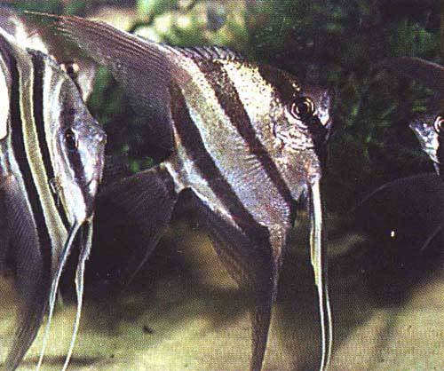 Pterophyllum scalare