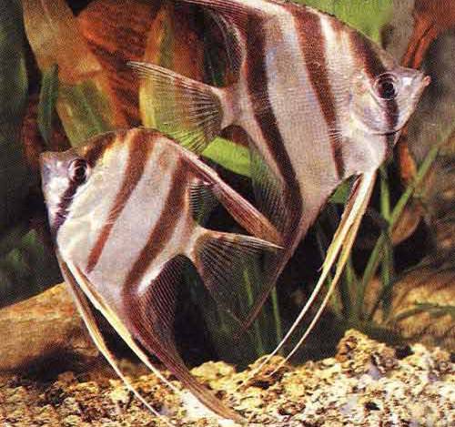 Pterophyllum altum
