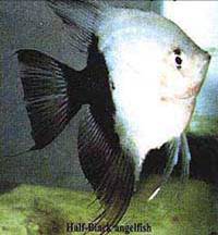 Получерная скалярия (Half-Black)